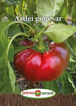 Seminte ardei gogosar Bucur - 0.25g , Prima Sementi